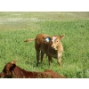 Image 9 : Colter Malloy - 540# November Delivery Steer Calves - 80 Head (Pollockville, AB)