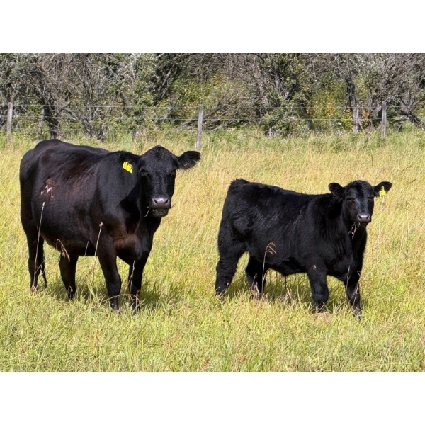 Running M Farms - 540# October Delivery Steer Calves - 41 Head (Airdrie, AB)