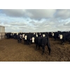 Image 4 : A&A Farms - 25 BWF/BBF Replacement Heifers (Coaldale, AB)