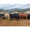 Image 6 : Westwold View Farms - 950# September Delivery Steers - 62 Head (Westwold, BC)
