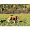 Image 15 : Squaw Valley Ranch - 850# October Delivery Steer Calves - 72 Head (Lumby, BC)