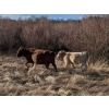 Image 2 : Silver Springs Ranch - 570# October Delivery Steer Calves - 95 Head (Kamloops, BC)