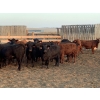 Image 3 : Spruce Tree Cattle Co. Ltd - 960# September Delivery Heifers - 48 Head (Linden, AB)