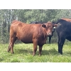 Image 11 : John Bland - 975# September Delivery Grass Heifers - 120 Head (Rimbey, AB)