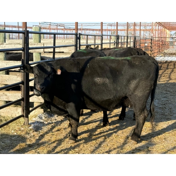 6S Family Farm - 4 Mature Cows (Pen 516B)