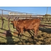 Image 2 : Max Simo - 4 Red Heifers (Pen 430-432)