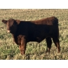Image 3 : MRG Land & Cattle Ltd. - 725# November Steer Calves - 50 Head (High River, AB) VBP+