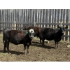 Image 2 : Bryce Medin - 925# April/May Delivery Heifers - 65 Head (Eckville, AB)