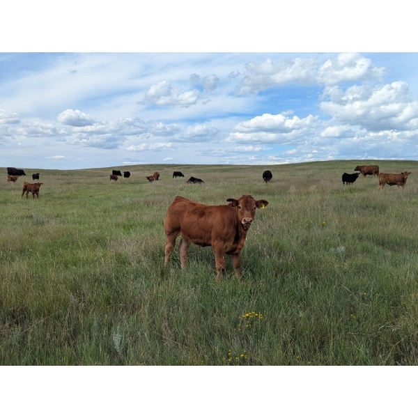 Bar 30 Land & Cattle - 560# October Delivery Steer Calves - 50 Head (Sibbald, AB)