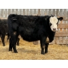 Image 3 : Leon Torkelson - 30 BBF/BWF Replacement Heifers (Millicent, AB)