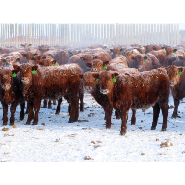 Breault Ranching Ltd. - 640# April Delivery Steers - 180 Head (Ste. Rose, MB) VBP+
