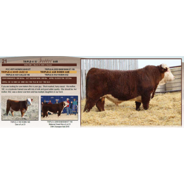 Triple-A 3J Maddox 64M