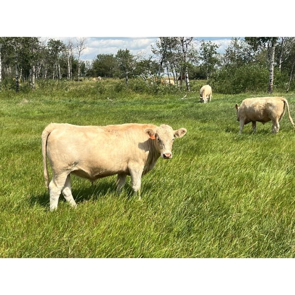 Kirk Goldsmith - 1030# August Delivery Grass Steers - 116 Head (Veteran, AB)
