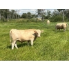 Image 1 : Kirk Goldsmith - 1030# August Delivery Grass Steers - 116 Head (Veteran, AB)