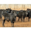 Image 3 : North Butte Land & Cattle - 700# February Delivery Steers - 90 Head (Gem, AB)
