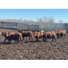 Image 6 : Glenn Peterson - 1075# September Delivery Grass Steers - 58 Head (Marwayne, AB)