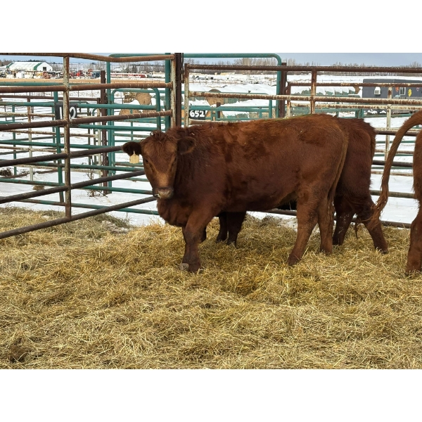 Regehr Land & Cattle - 4 Heifers (Pen 150)
