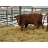 Image 1 : Regehr Land & Cattle - 4 Heifers (Pen 150)