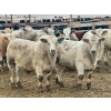 Image 2 : Stahlville Colony - 990# January Delivery Steers - 92 Head (Rockyford, AB)