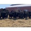 Image 2 : Houston Farms - 800# March Delivery Steers - 78 Head (Eckville, AB)