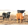 Image 6 : Black Powder Cattle Company - 43 Angus X Simm Sept/Oct Calving Young Bred Cows (Oxbow, SK)