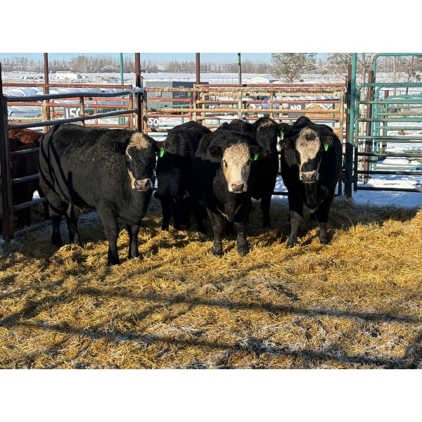 Daniel & Kim Doerksen - 5 Second Calvers (Pen 148)