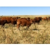 Image 4 : Mashon Ranches - 675# October Delivery Steer Calves - 90 Head (Homestead Coulee, AB)