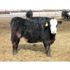 Image 7 : A&A Farms - 25 BWF/BBF Replacement Heifers (Coaldale, AB)
