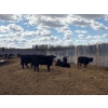 Image 4 : Moore Ranching - 800# May Delivery Heifers - 101 Head (Loon Lake, SK)