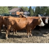 Image 3 : Garth & Theresa Kauppi - 1550# September Delivery Cows - 35 Head (Eckville, AB)