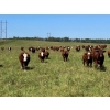 Image 5 : Tony Groenewoud - 1100# September Delivery Grass Steers - 168 Head (Turtleford, SK)
