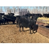 Image 9 : Jay Be Acres Ltd. - 795# March/April Delivery Steers - 76 Head (Deloraine, MB)