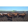 Image 2 : Cattlewood Farms Ltd. - 675# July Delivery Heifers - 90 Head (Fincastle, AB)