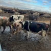 Image 2 : Idaho Dairies/Ranches - 46 Mixed (Burley, ID)