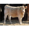 Image 3 : Strickland Cattle Co. - 510# November Heifer Calves - 75 Head (Milestone, SK)