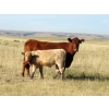 Image 7 : Douglass Cattle Co. - 585# November Delivery Steer Calves - 95 Head (Finnegan, AB)