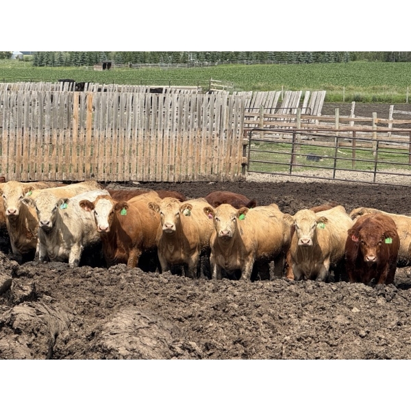 Lesher Lane Enterprises - 910# July Delivery Heifers - 204 Head (Lacombe, AB)