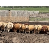 Image 1 : Lesher Lane Enterprises - 910# July Delivery Heifers - 204 Head (Lacombe, AB)