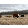 Image 15 : C & L Livestock - 29 Red Mature 3-Way Pairs (Edam, SK) VBP+