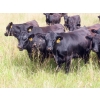 Image 7 : Taylor Enterprises Inc. - 875# September Grass Heifers - 210 Head (Wawota, SK)