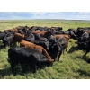 Image 9 : McDougald Ranch Ltd. - 1000# September Delivery Grass Steers - 160 Head (Maple Creek, SK)