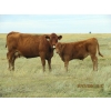 Image 6 : Andrew Ranching - 520# Steer Calves - 90 Head (Rolling Hills, AB)