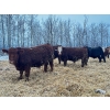 Image 2 : Chris Bartel - 1025# February Delivery Steers - 60 Head (Fort Vermilion, AB)