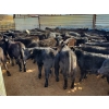 Image 3 : Layton Rosin Ranching - 550# October Delivery Steer Calves - 100 Head (Hanna, AB)