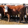 Image 3 : Frolek Cattle Co. - 575# Heifer Calves - 100 head (Knutsford, BC)