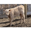 Image 5 : Bar 33 Ranch - 600# October Delivery Heifer Calves - 105 Head (Strathmore, AB)
