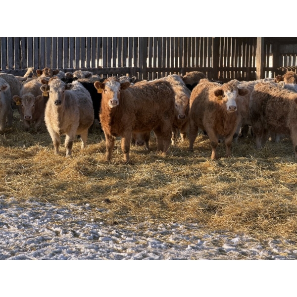 VJS Ag Corp. - 700# February Delivery Heifers - 80 Head (Vanscoy, SK) VBP+