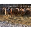 Image 1 : VJS Ag Corp. - 700# February Delivery Heifers - 80 Head (Vanscoy, SK) VBP+