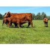 Image 4 : Chad Harden - 640# October Delivery Steer Calves - 95 Head (Pigeon Lake, AB)