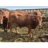 Image 5 : Flat Rock Farming - 29 March/April Calving Straight Red Bred Heifers (Strathmore, AB)